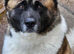 For sale male 3 year old akita