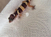 Leopard gecko babies mixed morphs