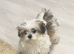 Shihtzu puppies