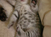 BRITISH SHORTHAIR KITTENS