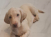 labradoodles for sale last 1 boys left