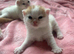8 kittens for sale