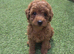 Miniature toy poodle