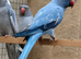 Breeding & pet Mutation Indian Ringneck Parrots