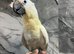 Handreared Baby Friendly Super Tame Cuddly Umbrella Cockatoo Parrot,20