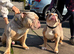 Olde English Bulldog Female
