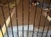 Mixed Finches