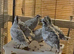 Snow flake bobwhites 3 young pairs