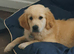 Golden retriever boy
