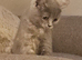Beautiful  British shorthair girl ready for new home