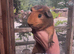 Gorgeous Agouti Guinea pig brothers