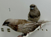 Beautiful Pair of Pearl bengalese finches