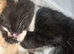 Beautiful kittens looking for new homes
