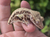 Various crested geckos