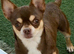 Chihuahua