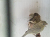 For sale young agate canary