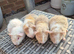 Baby Guinea Pigs Funky Teddy Crested
