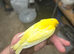 Irish fansy  &  raza canaries