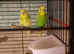 For sale, 2 budgies