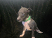Beautiful Whippet Puppies