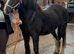 For sale Dior 14.3hh 6yo cob mare