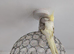 Hand tamed free flight cockatiel