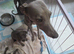 kc registered whippet pups for sale