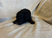 Cavapoo Puppies from health tested parents