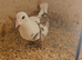 Lambretch cock bird