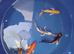 koi HIGH GRADE from &pound;5 to &pound;95