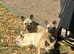 French Bulldog Boy and Girl