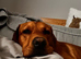 Stunning fox red lab male