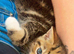 4 month old male kittens