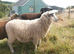 Ram lamb, 5 months old