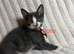 Last 4 Female Kittens Looking for Their Forever Homes