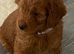 Hereditary Clear Red Cockapoo&rsquo;s