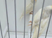 BEAUTIFUL PROVEN PAIR MUTATION REDPOLLS