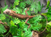 Vietnamese Blue Crested Lizard (Calotes Bachae) Female at Birmingham Reptiles