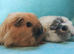 Beautiful boy guinea pigs nice colours