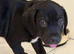Staffordshire bull terrier cross lab