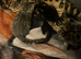 Kittens for sale