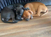 Lovely black staff x American bulldog