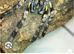 WANTED Poecilotheria (Pokies) WANTED