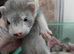 Sliver kits