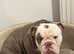 3 year old male English bulldog