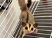 Breeding pair of sugar gliders