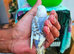 *Rare voilet indigo and purple Baby budgies ready soon