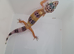 Leopard gecko juvenile