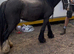 Black cob mare 4 yr old
