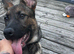 German shepherd Puppy 5 months